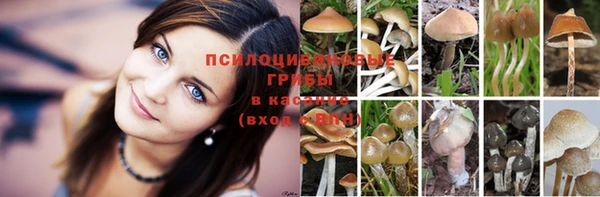 apvp Алзамай