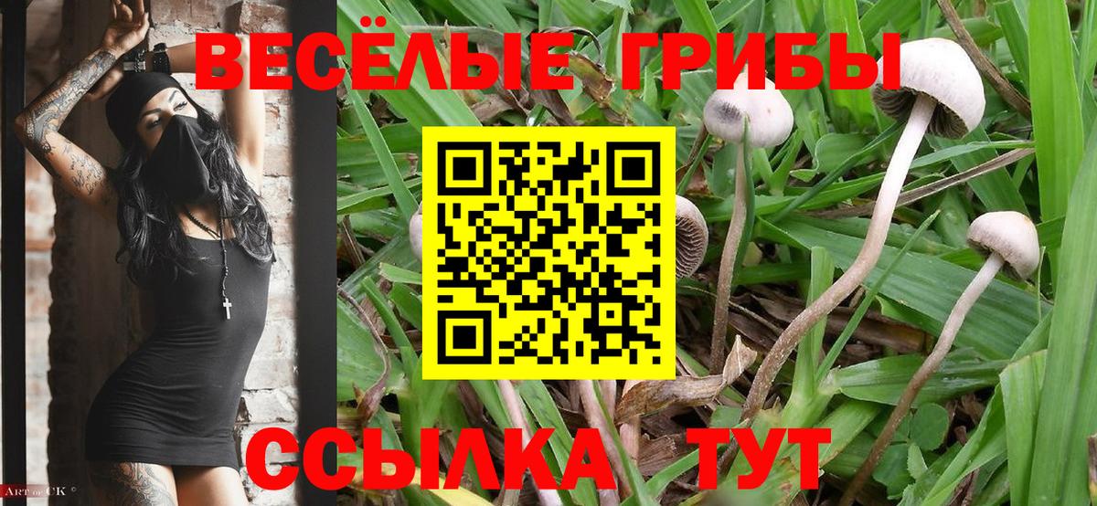 Галлюциногенные грибы Psilocybe Боровичи
